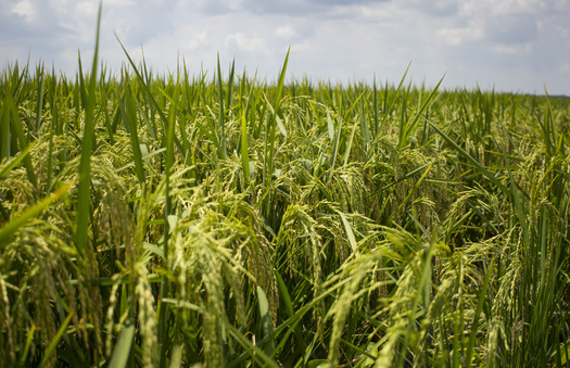 Arkansas farmers produce more than 9 billion pounds of rice each year. (Adobe Stock)