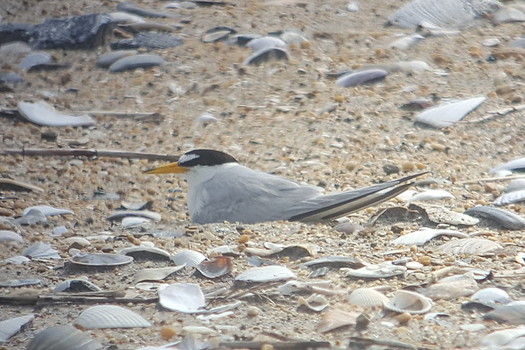 The least tern is among nearly 500 species under threat of decline in North Carolina. (Don Henise/Flickr)