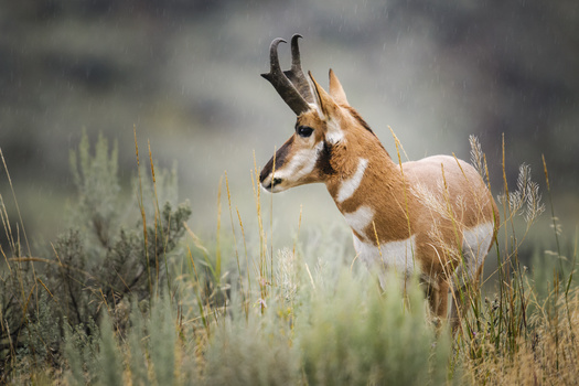 Pronghorn today inhabit a fraction of their historic range, which used to stretch from Canada to Mexico. (BGSmith/Adobe Stock)