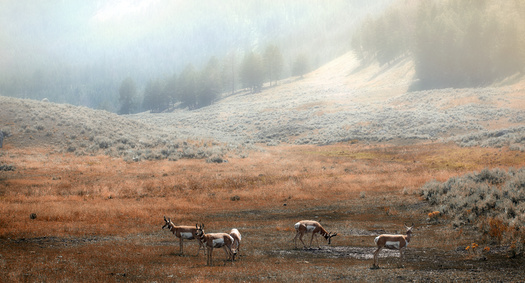 The grasslands of the West are critical habitat for migrating pronghorn. (hdsidesign/Adobe Stock)