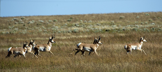 Pronghorn migrate hundreds of miles across the West's grasslands each year. (ichard Wright,Danita Delimont/Adobe Stock)