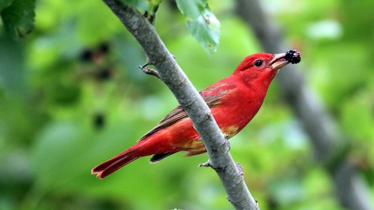 The summer tanager is a migratory species that has been restored to its original habitat along the Lower Colorado River Basin. (Flickr)