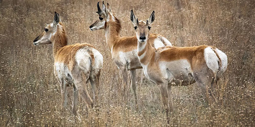 As many as 30 million pronghorn once roamed the plains and grasslands of North America. (magazine.wildlife.state.nm.us)