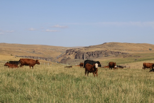 There are more than four times as many dairy cows in Idaho today as there were 40 years ago. (Cat/Adobe Stock)