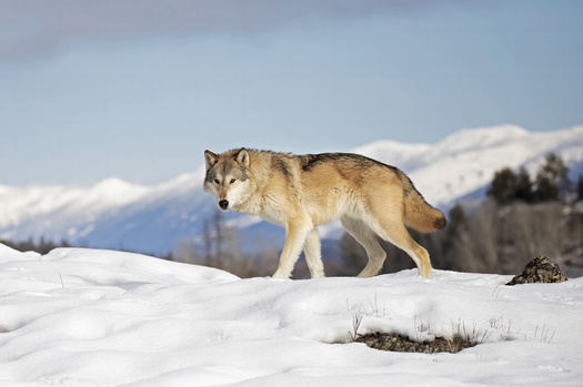 Wolves had made a major comeback in the West, but wildlife managers say policies in Montana threaten to roll back that progress. (jimcumming88/Adobe Stock)