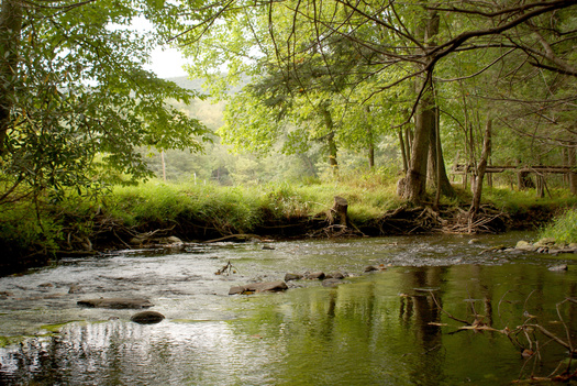 Organizers with the Keystone 10 Million Trees Partnership say they hope to hit their halfway goal of plating 5 million trees by the end of 2022. (Adobe Stock)