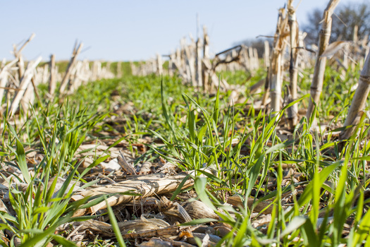 As Midwestern farmers deal with more unpredictable weather patterns, they're urged to adopt practices such as cover cropping to make their land more resilient to flooding and other events. (Adobe Stock)