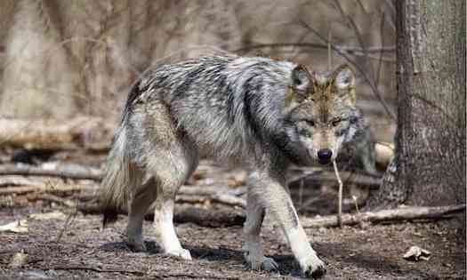 More than 70% of documented Mexican gray wolf deaths are human-caused, according to the environmental law firm Earthjustice. (Rebecca Bose/Wolf Conservation Center)