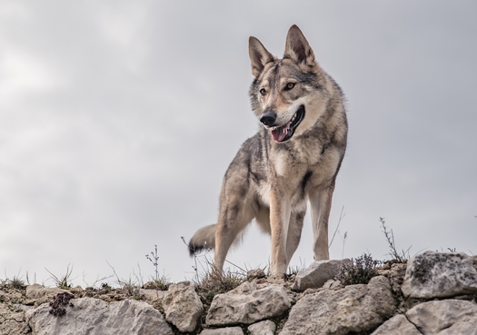 More than 100 Mexican gray wolves have been poached by humans since the lobos were added to the Endangered Species List in the 1980s. Fewer than 200 are left in the U.S. (Majurik/Adobe Stock) 