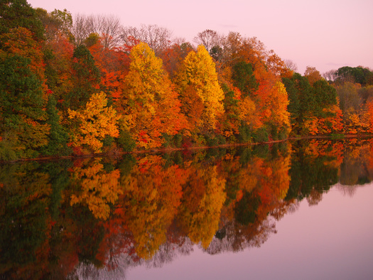 Northern Pennsylvania counties such as Potter, McKean, Susquehanna and Wayne are experiencing peak fall foliage this week, according to the state Department of Conservation and Natural Resources. (Adobe Stock)