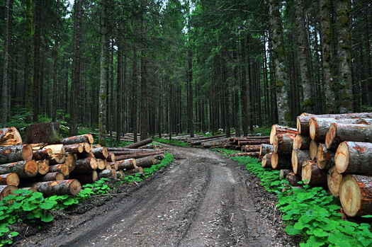 The planet lost an area of forest larger than the United Kingdom in 2020, according to research by the University of Maryland. (Adobe Stock)