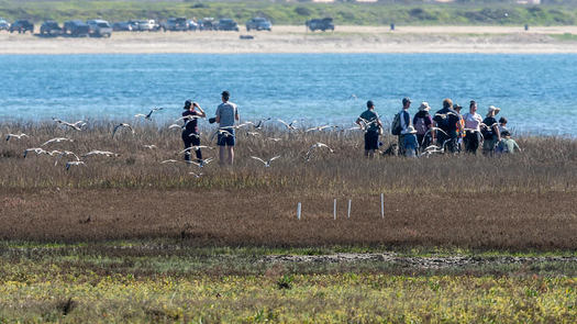 Birders place artificial nesting platforms to aid endangered species in the Kendall-Frost Marsh in Mission Bay. (Craig Chaddock)