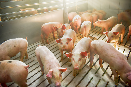 The United States currently has 2,000 operational biogas systems linked to farms, landfills, wastewater treatment facilities and food waste, according to the Environmental and Energy Study Institute. (Adobe Stock)