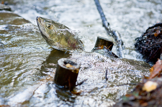 Ensuring that stormwater is recycled quickly is key to preventing polluted water from reaching salmon. (PNPImages/Adobe Stock)