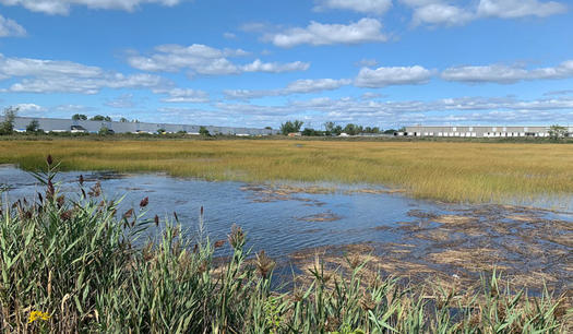 The Great Meadows Marsh is an important habitat for horseshoe crabs, blue crabs and fish such as the Atlantic silverside and menhaden. (Audubon Connecticut)