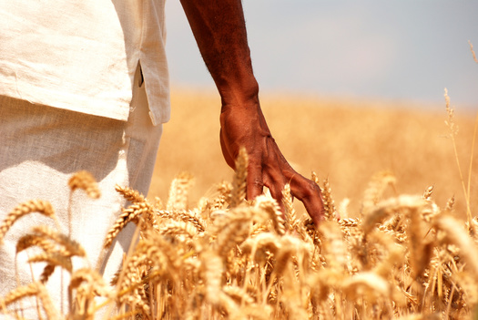 Several Wisconsin groups, led by Neighborhood Food Solutions in Dane County, are developing a training and production system that will help Black farmers be more successful with grains. (Adobe Stock)