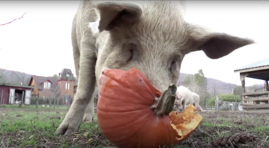 Vitamin- and nutrient-filled jack-o'-lantern make nutritious treat for birds, squirrels and pigs. (onegreenplanet.org)