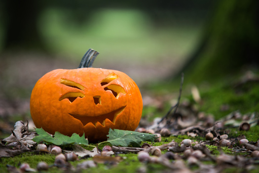 One way to recycle jack-o'-lanterns with wildlife in mind is to fill them with seeds, turning them into 