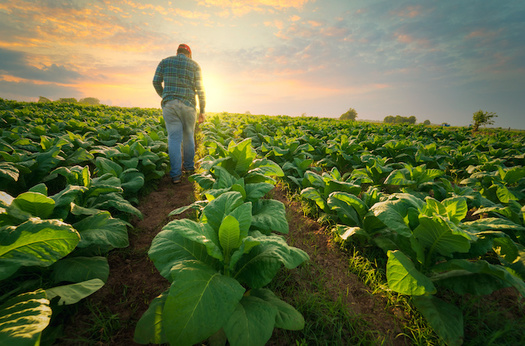 North Carolina ranks sixth in the nation for the number of migrant farmworkers employed on agricultural farms. (Adobe Stock)