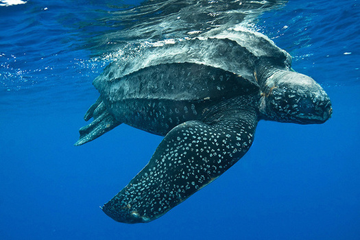 Environmental advocates say drift gillnet fishing gear is a significant threat to the endangered Pacific leatherback sea turtle. (NOAA)