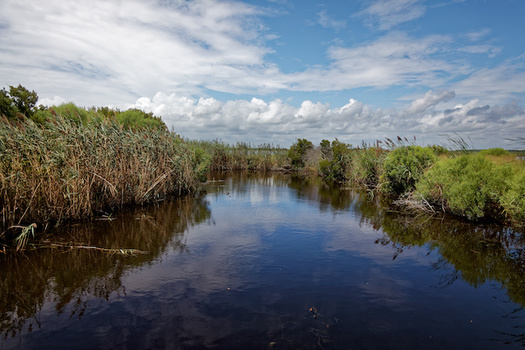 Experts at The Pew Charitable Trusts say the sounds, shorelines and marshes of North Carolina's coast form one of the largest estuary systems in the country. (Adobe Stock)