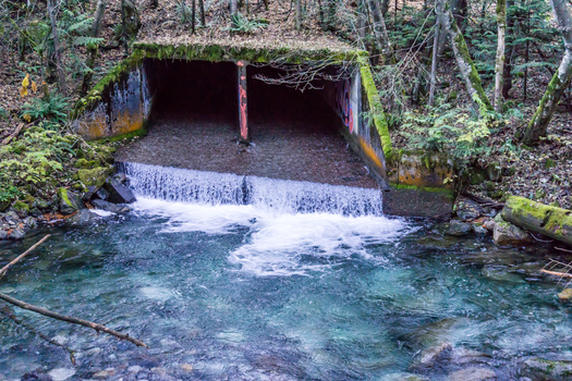 Salmon need unobstructed culverts so they can swim upstream to the places where they spawn. (George Cole/Adobe Stock)