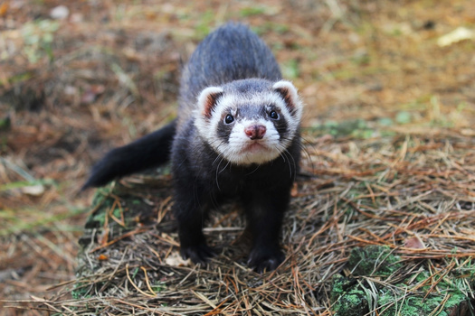 Black-footed ferrets rely exclusively on prairie dogs for prey and on prairie-dog burrows for shelter. (Adobe Stock)