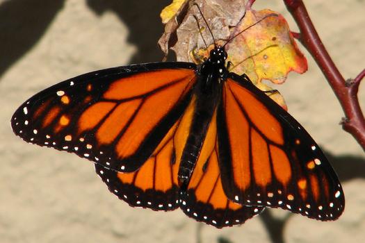 One way climate change affects the western monarch butterfly is by changing the times that certain flowers bloom, which may not match up with monarchs' migration patterns. (LisaLeo/Morguefile) 