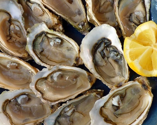 Experts estimate the Gulf of Mexico lost between 4 billion and 8 billion oysters due to the Deepwater Horizon oil spill and loss of reproduction in ensuing years. Places like Suwannee Sound in Florida and other Gulf states are tapping settlement money to help populations rebound. (macayran/Pixabay)
