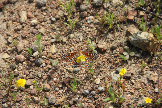 The proposed Western Riverside County Wildlife Refuge is key habitat to the federally endangered Quino checkerspot butterfly. (Eric Porter/U.S. Fish and Wildlife Service)