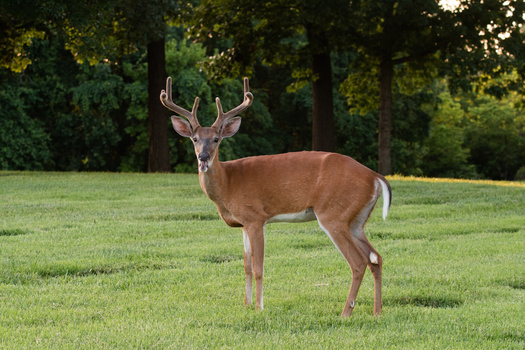 Cases of chronic wasting disease among Wisconsin's deer population increased to a 20-year high of nearly 1,600 animals in 2020. (Adobe Stock)