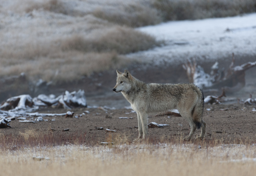 The U.S. Fish and Wildlife Service removed endangered-species protections for gray wolves in 2020. (Dennis Donohue/Adobe Stock)