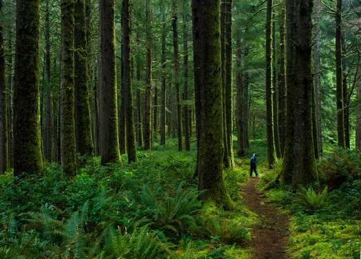 Forests cover almost 29 million acres in Oregon, nearly half of the state. (Gerry/Adobe Stock)