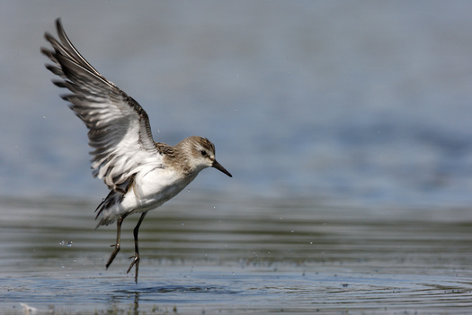 The semipalmated sandpiper may not be one of the most common shorebirds in the Americas if its population continues to decrease, as it has for four decades. (Adobe Stock)