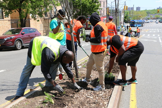 A new report from The Nature Conservancy says 1,100 tons of pollutants are removed from the air each year, thanks to the trees in New York City. (Noemi Gonzalo-Bilbao Fernandez/The Nature Conservancy)