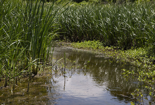 The salt marsh at the Marine Corps Air Station at Cherry Point, N.C., is part of the 