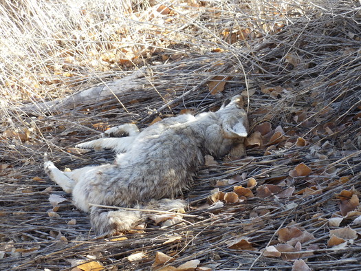 Data from the U.S. Department of Agriculture shows more than 15,000 coyotes have been eliminated through its Wildlife Services program on public lands managed by the BLM or USFS in the past five years. (Trish Swain/Trailsafe Nevada)