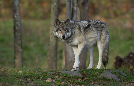 The grey wolf was removed from the federal endangered species list in January. (Adobe Stock)