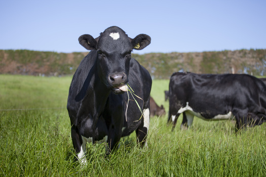 Beef and veal prices are up 21% compared with last year, according to the U.S. Bureau of Labor Statistics. (LuisFernando/Adobe Stock)