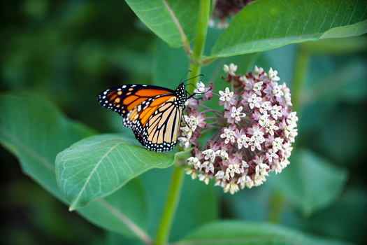 According to the Xerces Society, the western monarch butterfly population has declined by 99.9% since the 1980s. (Adobe Stock)