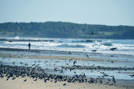 More than 190 winter bird species can be found in Maine, including chickadees, crows and mallards. (Ann Stryzhekin/Adobe Stock)