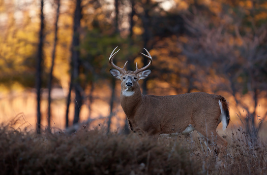 Chronic wasting disease has been found in deer, elk and moose in at least 26 states. (Adobe Stock)