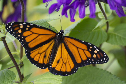 Milkweed is a necessary part of the monarch breeding cycle, as caterpillars can only eat from that specific plant. Due to human disruption, the prevalence of milkweed has dropped, impacting the butterfly's breeding process. (Adobe Stock)
