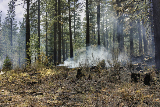 Research shows that while low-severity fires restore natural resilience in forests, more severe fires change the makeup of the forests. according to The Nature Conservancy. (Adobe Stock)