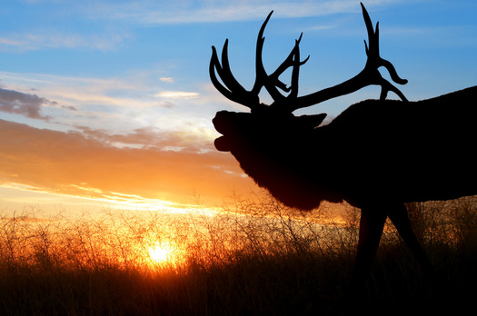Hunting elk has spiritual and cultural significance for Crow Indians, yet for more than a century, the State of Wyoming refused to recognize Crow Tribe treaty hunting rights. (Adobe Stock)