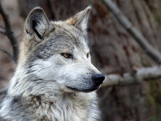 In recent months, 20 gray wolves roamed from Yellowstone National Park and were shot by hunters; the most killed by hunting in a single season since the animals were reintroduced to the region more than 25 years ago, according to park officials.<br />(photo courtesy Don Burkett)