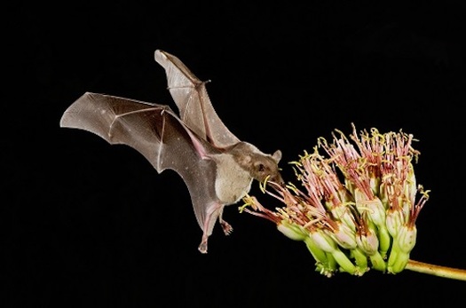 Since 2016, the nonprofit Tequila Interchange Project has been working with tequila producers, scientists, and tequila enthusiasts to introduce bat-friendly agave liquors. (environmentaldefensefund.org)