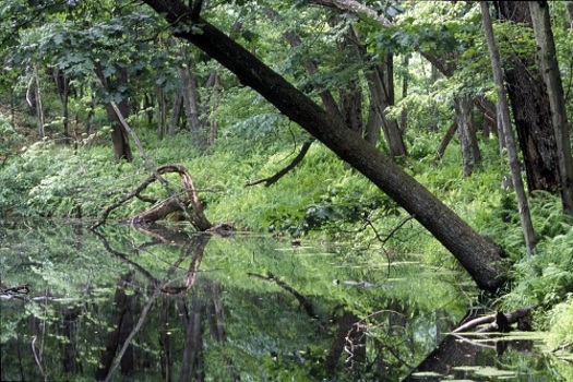 A 2021 report found that investing billions in the New York State Environmental Bond Act would create 65,000 jobs. (Carl Heilman/The Nature Conservancy)