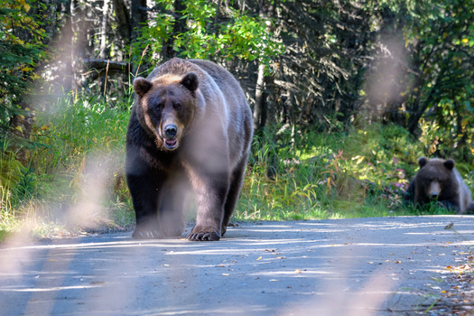 Picking up fruit in fall, locking up trash and keeping chicken coops and beehives inaccessible can prevent unwanted encounters with wildlife. (Adobe Stock)