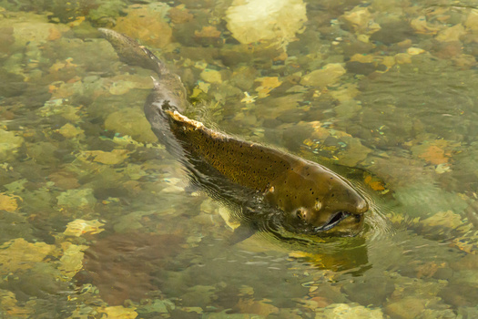 While salmon could benefit from favorable ocean conditions, climate change is bring harsher conditions in Idaho. (NorthwestWildImages/Adobe Stock)